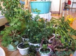 Чому у фуксії закручуються листя, кімнатні рослини