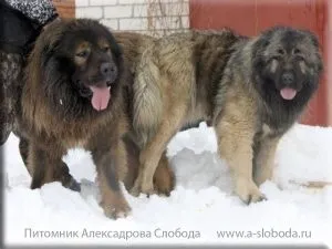 Чому щеня хропе уві сні, мій щеня (хропе) Чому щеня хропе уві сні, мій щеня