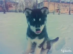 Чому щеня смердить, мій щеня