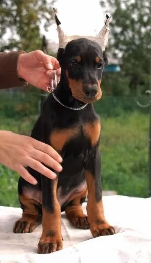 Чому щеня смердить, мій щеня