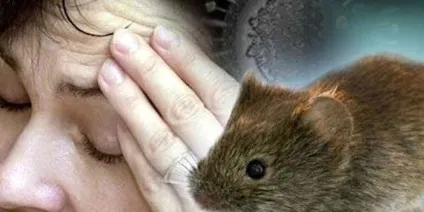 Чому з'являються пацюки причини і профілактика появи гризунів (щури) Чому з'являються пацюки причини і профілактика появи гризунів
