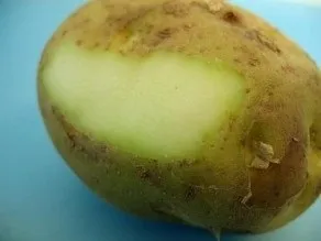 Зелена картопля отруйна