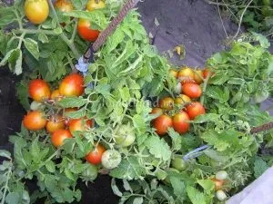 Засолювальні сорти томатів
