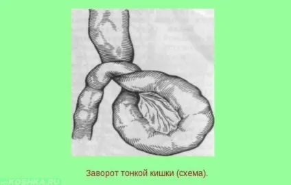 Заворот кишок у кішок симптоми і причини, лікування (кішок) Заворот кишок у кішок симптоми і причини, лікування