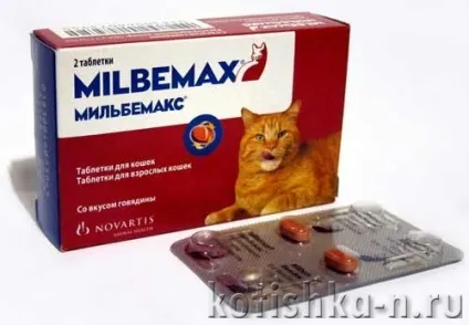 Здоров'я кішки 10 правил, як зберегти котяче здоров'я (кішки) Здоров'я кішки 10 правил, як зберегти котяче здоров'я