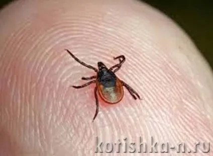 Здоров'я кішки 10 правил, як зберегти котяче здоров'я (щоб кішка не боліла) Здоров'я кішки 10 правил, як зберегти котяче здоров'я