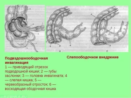 Заворот кишок у кішок симптоми і причини, лікування (симптоми) Заворот кишок у кішок симптоми і причини, лікування