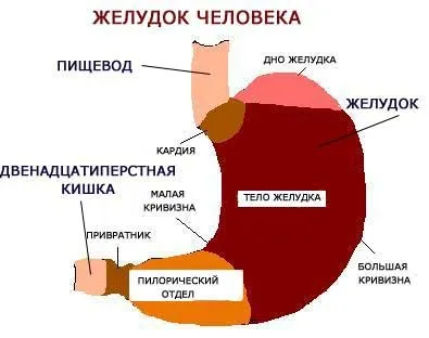 Шлунок людини пристрій і можливі патології