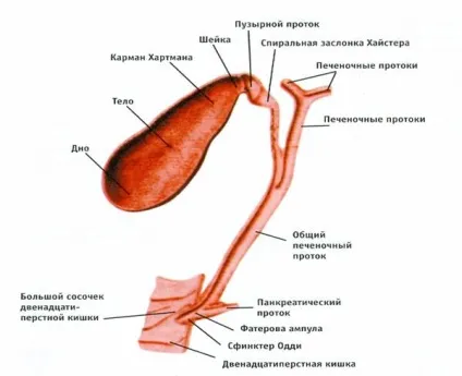 Жовчний міхур симптоми захворювань, лікування і дієта (симптоми) Жовчний міхур симптоми захворювань, лікування і дієта