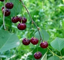 Жива огорожа з вишні своїми руками (огорожа) Жива огорожа з вишні своїми руками