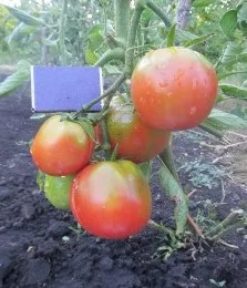 Живи село