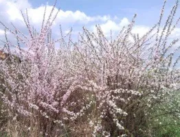 Жива огорожа з вишні своїми руками (вишні) Жива огорожа з вишні своїми руками