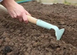 Жимолость каприфоль розмноження, посадка і догляд (посадка) Жимолость каприфоль розмноження, посадка і догляд