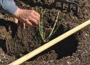 Жимолость каприфоль розмноження, посадка і догляд (капріфоль) Жимолость каприфоль розмноження, посадка і догляд