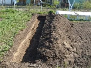 Жимолость каприфоль розмноження, посадка і догляд (жимолость) Жимолость каприфоль розмноження, посадка і догляд