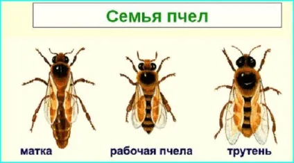 Життя бджіл, блог Галини Лук'янової