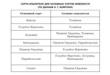 Жимолость каприфоль розмноження, посадка і догляд (догляд) Жимолость каприфоль розмноження, посадка і догляд