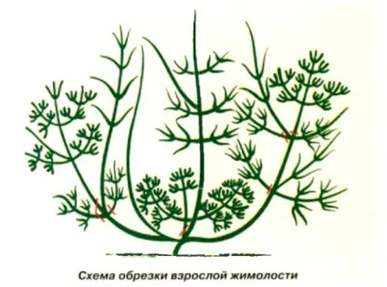 Жимолость каприфоль розмноження, посадка і догляд (догляд) Жимолость каприфоль розмноження, посадка і догляд