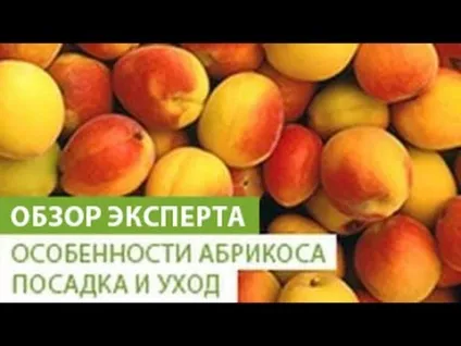 Жерделі і абрикос в чому різниця і як називається невеликий і дикий вид (Жерделі) Жерделі і абрикос в чому різниця і як називається невеликий і дикий вид