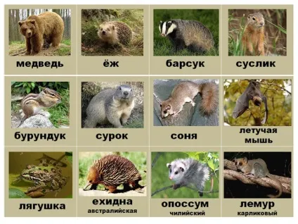 Тварини, що впадають в сплячку взимку