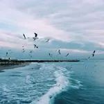 Знайомтеся з кудлатою свинею, яка виглядає як вівця, а веде себе як собака! (Собака) Знайомтеся з кудлатою свинею, яка виглядає як вівця, а веде себе як собака!