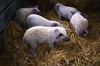 Знайомтеся з кудлатою свинею, яка виглядає як вівця, а веде себе як собака! (Собака) Знайомтеся з кудлатою свинею, яка виглядає як вівця, а веде себе як собака!