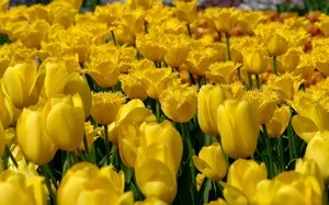 Значення і символіка квітів у букеті, мова квітів білих і жовтих букетів