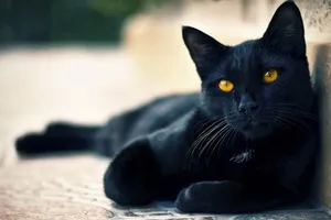Знайомтеся з кудлатою свинею, яка виглядає як вівця, а веде себе як собака! (Собака) Знайомтеся з кудлатою свинею, яка виглядає як вівця, а веде себе як собака!