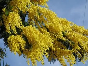 Значення і символіка квітів у букеті, мова квітів білих і жовтих букетів