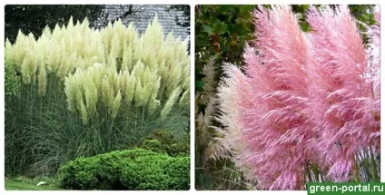 Злакова клумба план квітника з трав - ландшафтний дизайн своїми руками (з'являються наприкінці літа) Злакова клумба план квітника з трав - ландшафтний дизайн своїми руками