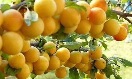 Знайомимося з популярними сортами аличі по фото і описами (сортами) Знайомимося з популярними сортами аличі по фото і описами
