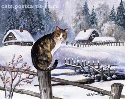зимові коти