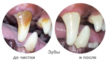 Зубний камінь у собаки