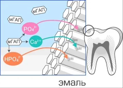 Зуби стають прозорими - причини і способи лікування (стають) Зуби стають прозорими - причини і способи лікування
