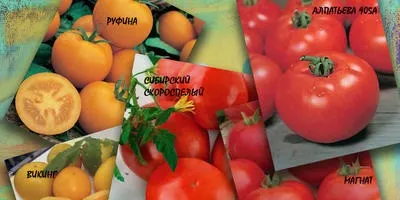 5 П'ять актуальних питань і відповідей про насіння (питань) 5 П'ять актуальних питань і відповідей про насіння