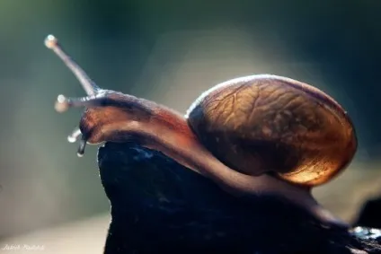 50 Красивих фото із підсвічуванням, школа фотографії vorobyev - s (схема світла) 50 Красивих фото із підсвічуванням, школа фотографії vorobyev - s