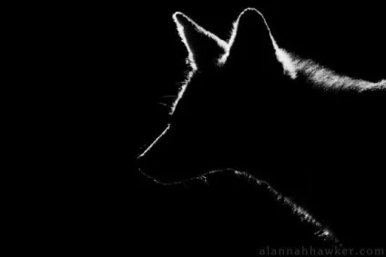 50 Красивих фото із підсвічуванням, школа фотографії vorobyev - s (фото) 50 Красивих фото із підсвічуванням, школа фотографії vorobyev - s