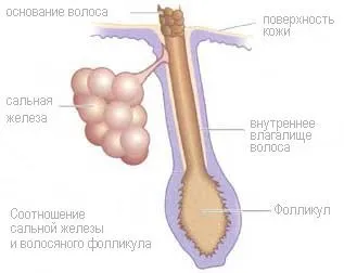 Анатомія сальних залоз