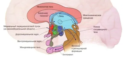 Анатомія вегетативної нервової системи, meddoc (вегетативної нервової системи) Анатомія вегетативної нервової системи, meddoc