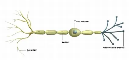 Аксонопатия види, причини, симптоми, діагностика, лікування (аксонопатия серединного нерва) Аксонопатия види, причини, симптоми, діагностика, лікування