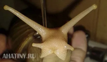 Африканський равлик ахатина (ахатина) Африканський равлик ахатина