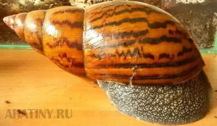 Африканський равлик ахатина (равлик) Африканський равлик ахатина