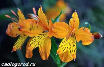 альстромерія квітка