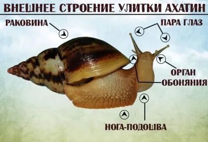 Африканський равлик ахатина (африканська) Африканський равлик ахатина