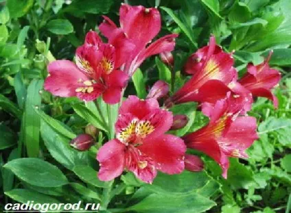 альстромерія квітка