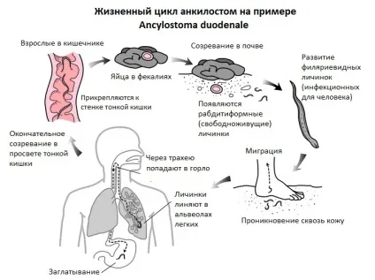 Анкілостоми у людини, собак, кішок - симптоми, лікування (симптоми) Анкілостоми у людини, собак, кішок - симптоми, лікування