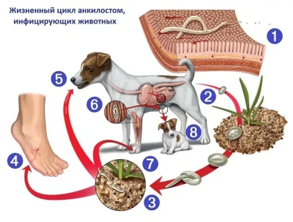 Анкілостоми у людини, собак, кішок - симптоми, лікування (анкілостоми) Анкілостоми у людини, собак, кішок - симптоми, лікування
