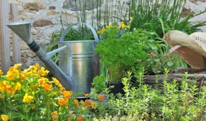Аптекарський город на дачі своїми руками фото рослин аптекарського саду і поради по його створенню (руками) Аптекарський город на дачі своїми руками фото рослин аптекарського саду і поради по його створенню