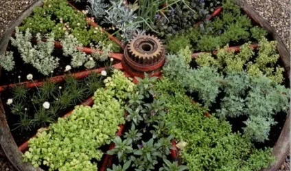 Аптекарський город на дачі своїми руками фото рослин аптекарського саду і поради по його створенню (город) Аптекарський город на дачі своїми руками фото рослин аптекарського саду і поради по його створенню