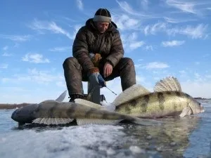 Берш особливості лову взимку і влітку (взимку) Берш особливості лову взимку і влітку
